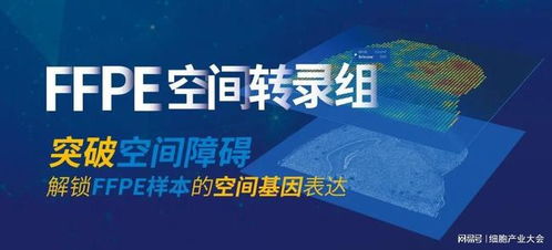 精準(zhǔn)解鎖空間生物學(xué) 伯豪生物FFPE空間轉(zhuǎn)錄組解決方案亮相細(xì)胞產(chǎn)業(yè)大會